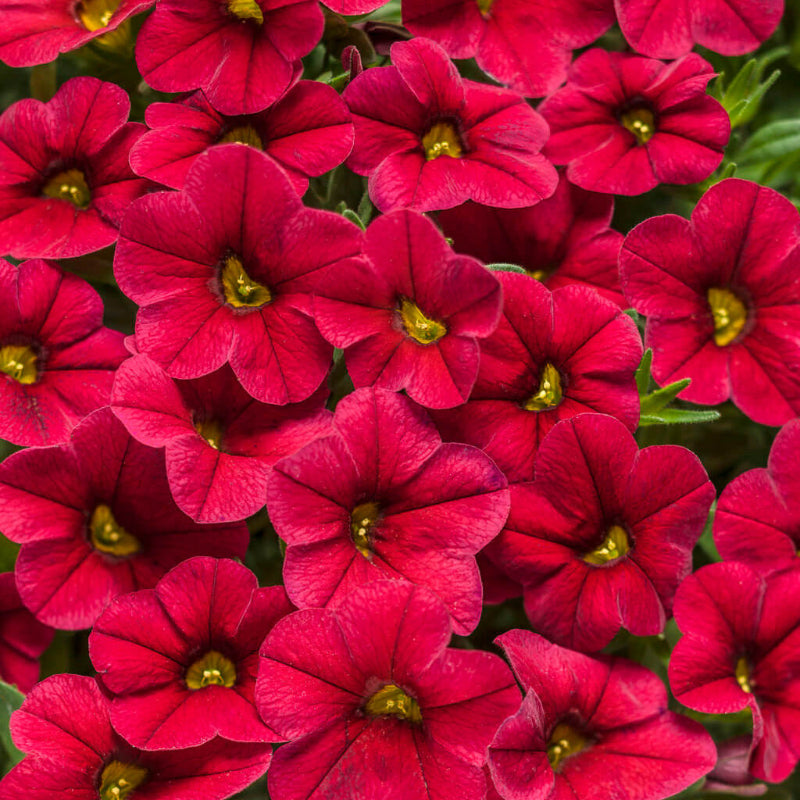 Red Calibrachoa Seeds