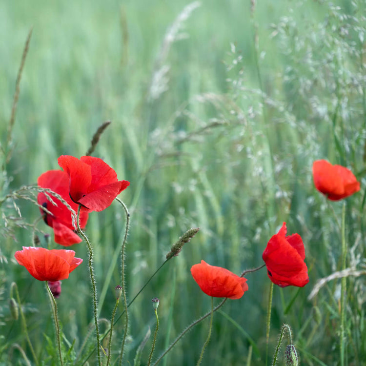 Red California Poppy Seeds - Flower Plant for Home Gardens