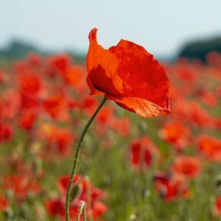 Red California Poppy Seeds - Flower Plant for Home Gardens