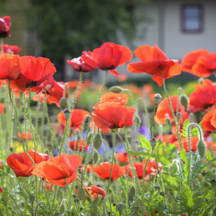 Red California Poppy Seeds - Flower Plant for Home Gardens