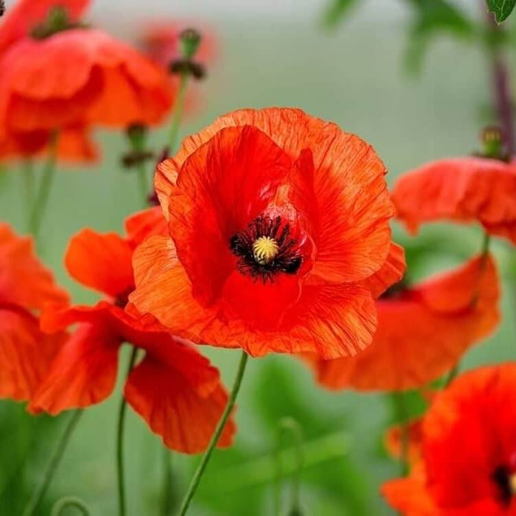 Red California Poppy Seeds - Flower Plant for Home Gardens