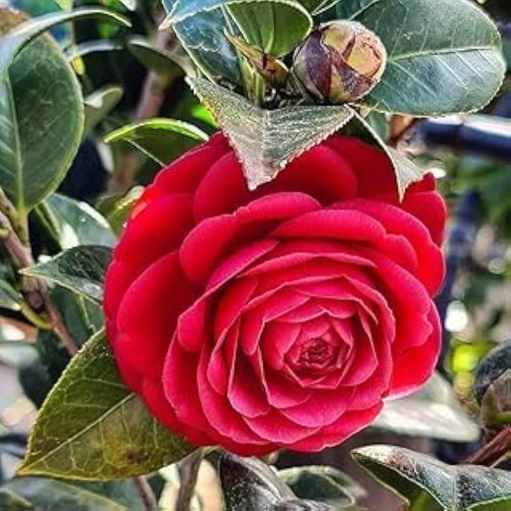 Red Camellia Seeds 