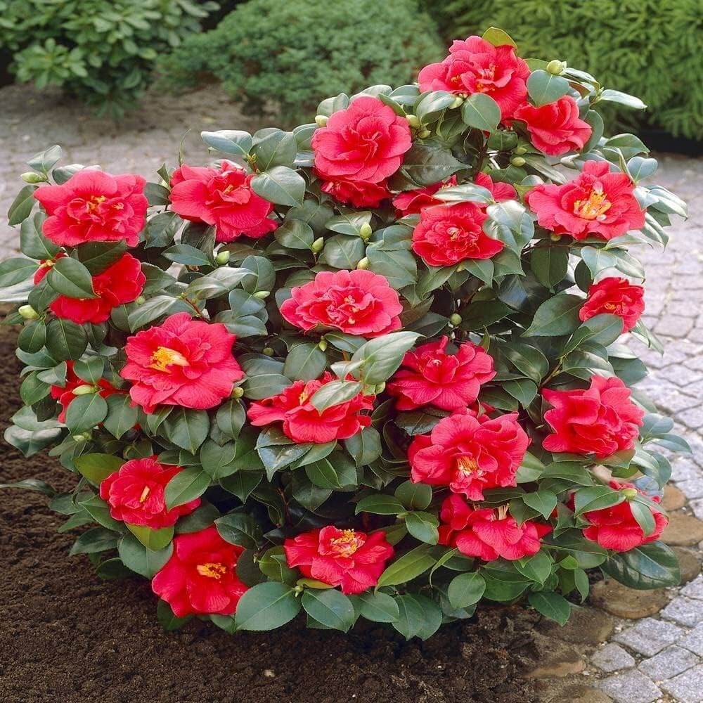 Red Camellia Seeds 