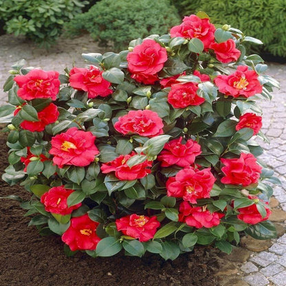 Red Camellia Seeds 