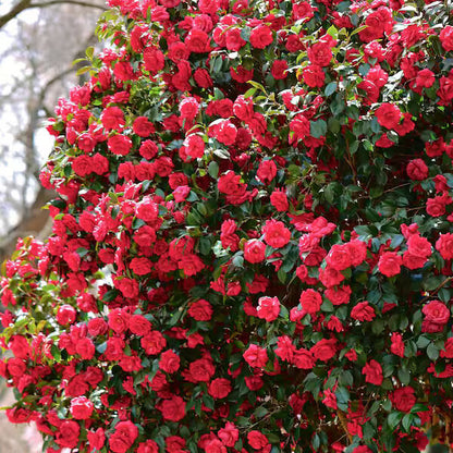 Red Camellia Seeds 