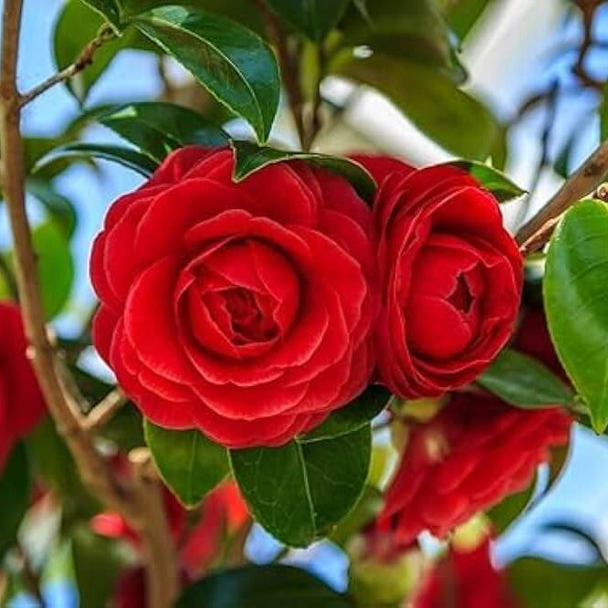 Red Camellia Seeds 