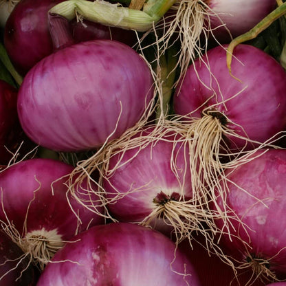 Red Candy Apple Onion Seeds