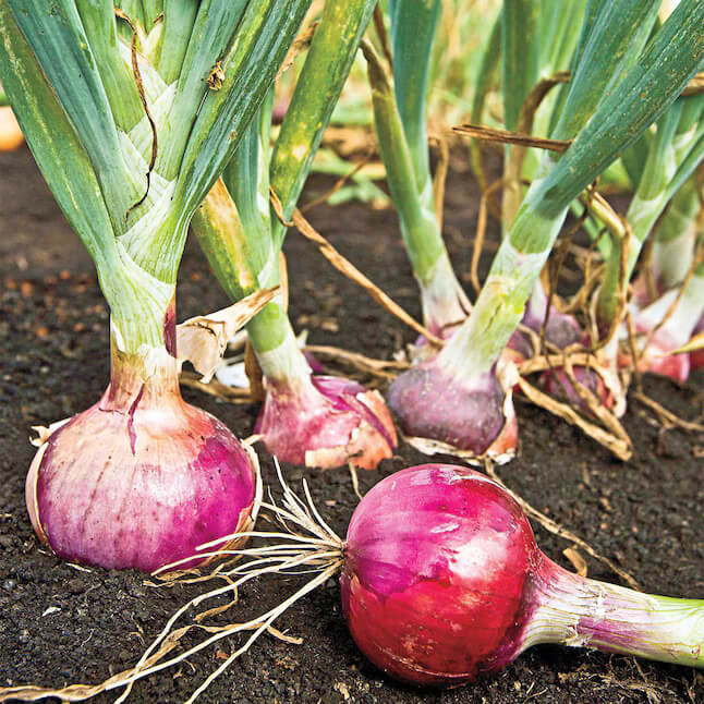 Red Candy Apple Onion Seeds