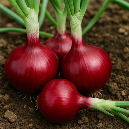 Red Candy Apple Onion Seeds