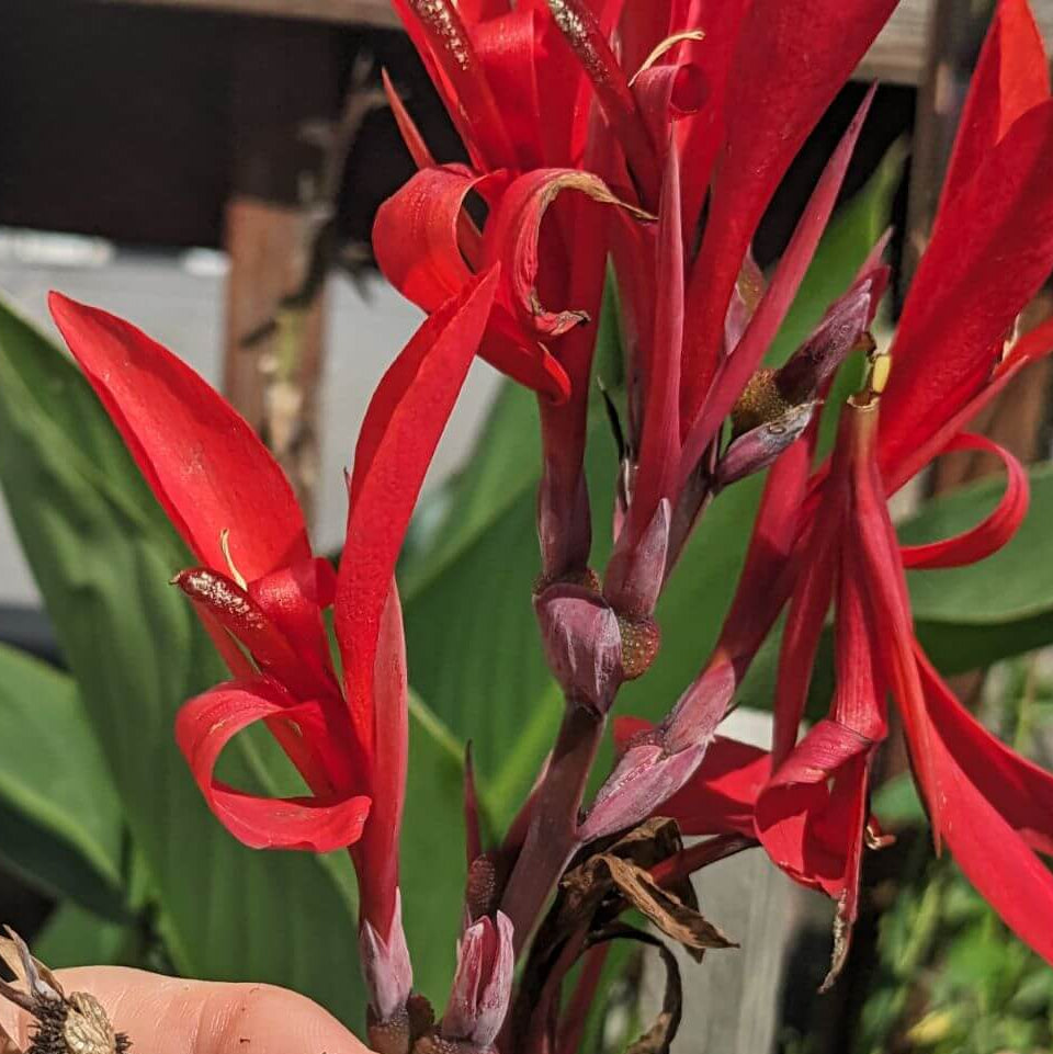 
Red Canna Lily Seeds - Heirloom Flower Plant for Home Gardens
