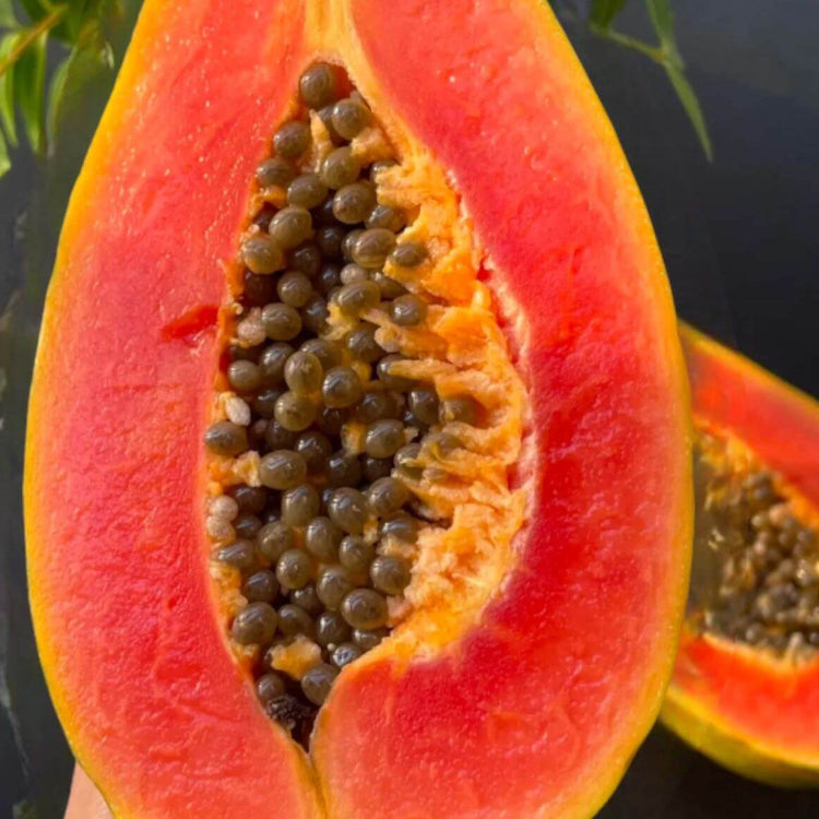 Red Caribbean Papaya Seeds