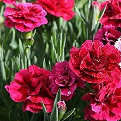 Red Carnation Seeds - Heirloom Flower Plant for Home Gardens