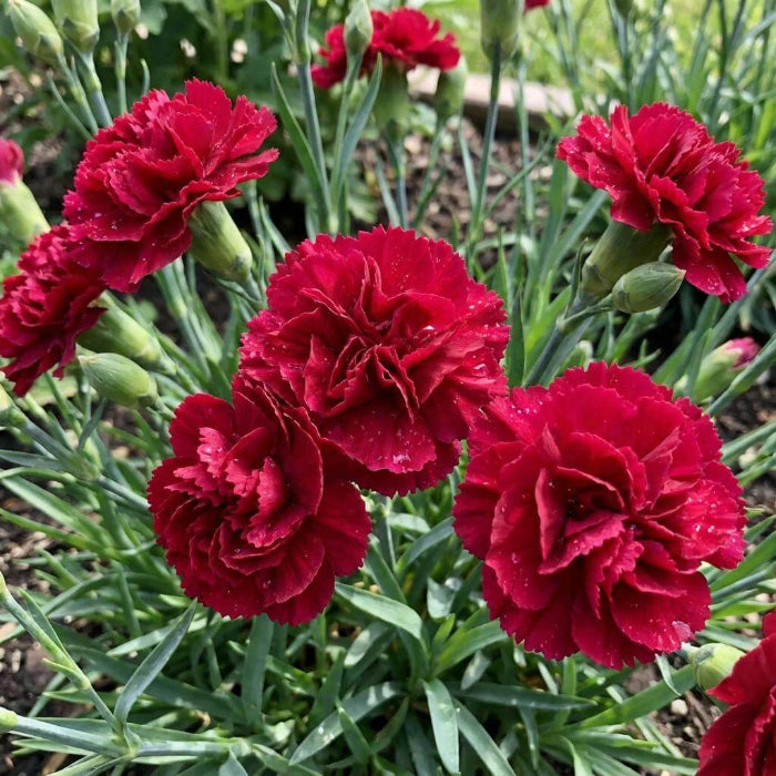 Red Carnation Seeds - Heirloom Flower Plant for Home Gardens