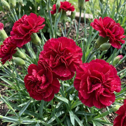 Red Carnation Seeds - Heirloom Flower Plant for Home Gardens