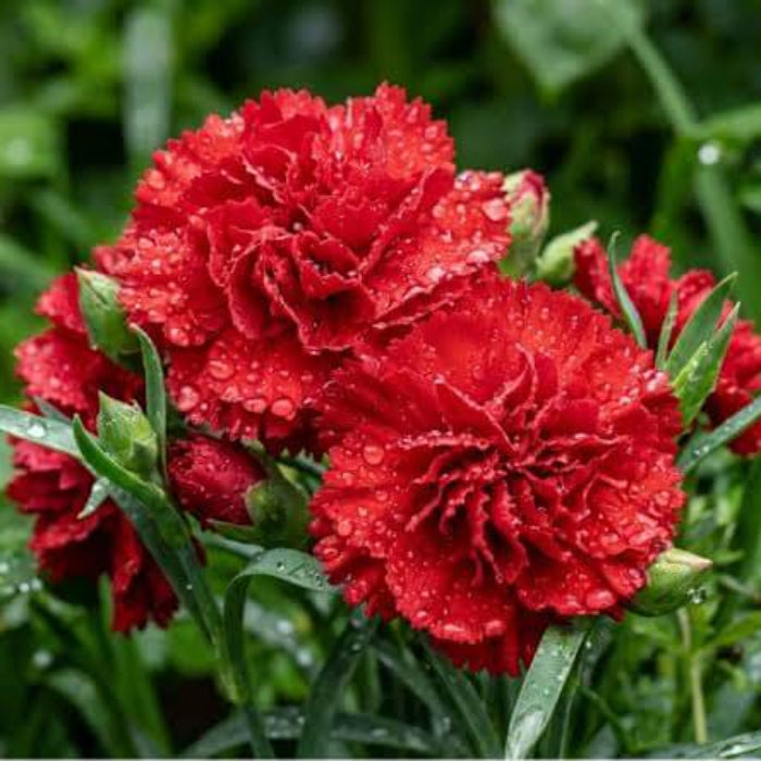 Red Carnation Seeds - Heirloom Flower Plant for Home Gardens