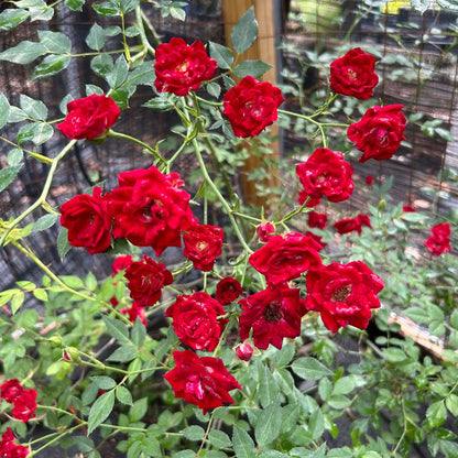 Red Cascade Miniature Rose Seeds - Heirloom Flower Plant for Home Gardens