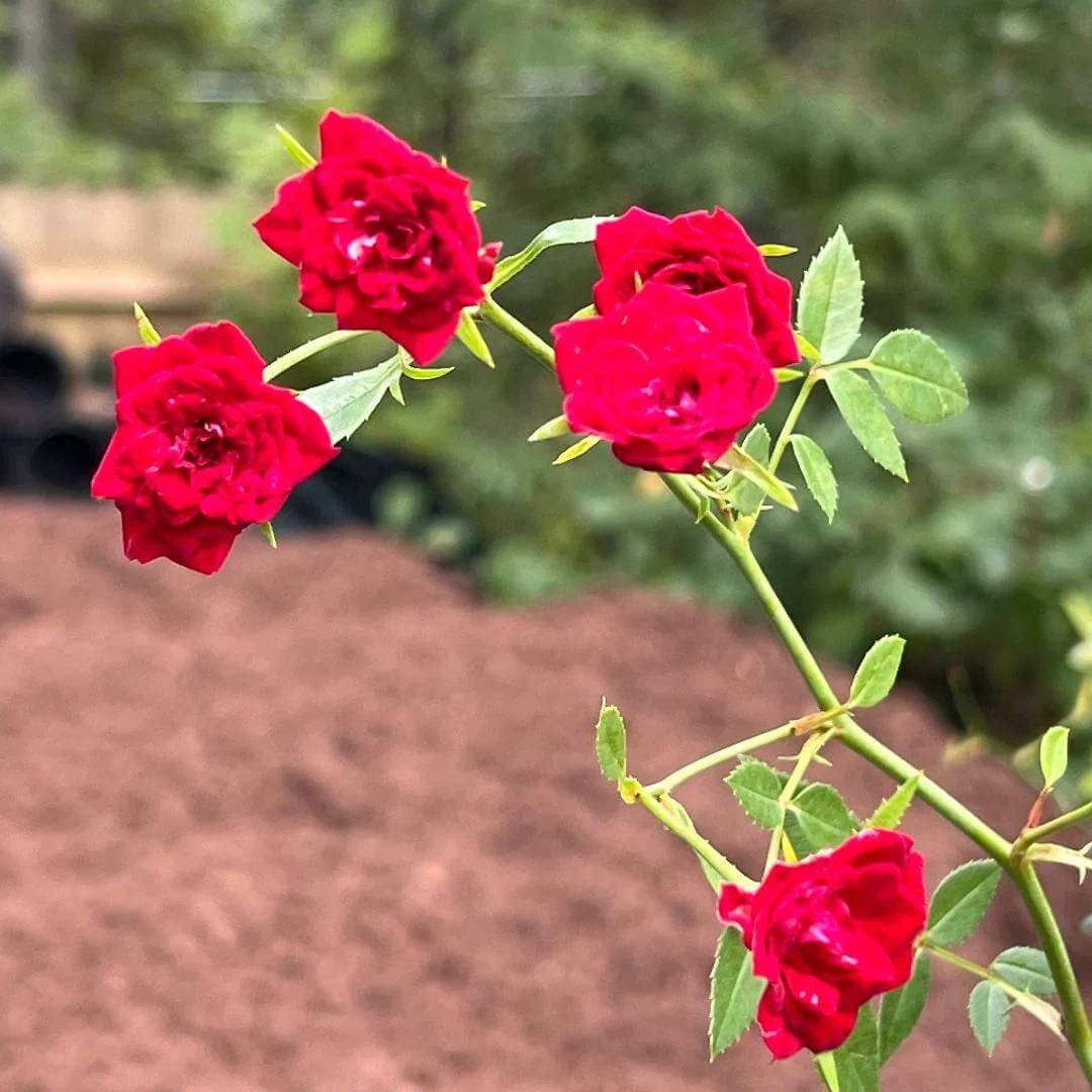 Red Cascade Miniature Rose Seeds - Heirloom Flower Plant for Home Gardens