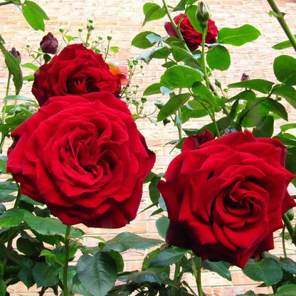Red Cascade Miniature Rose Seeds - Heirloom Flower Plant for Home Gardens