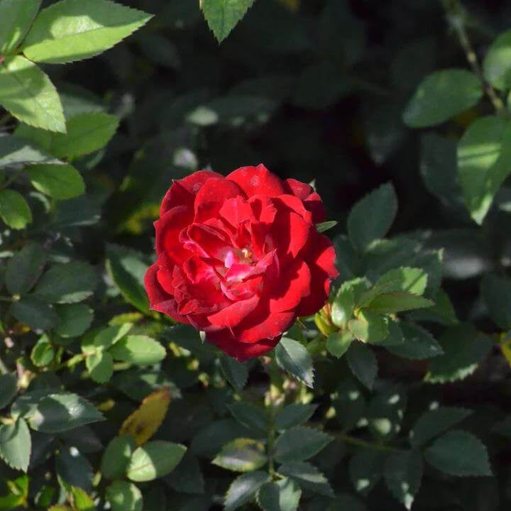 Red Cascade Miniature Rose Seeds - Heirloom Flower Plant for Home Gardens