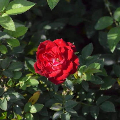 Red Cascade Miniature Rose Seeds - Heirloom Flower Plant for Home Gardens