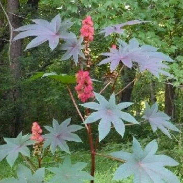 Red Castor Seeds - Herbal Plant