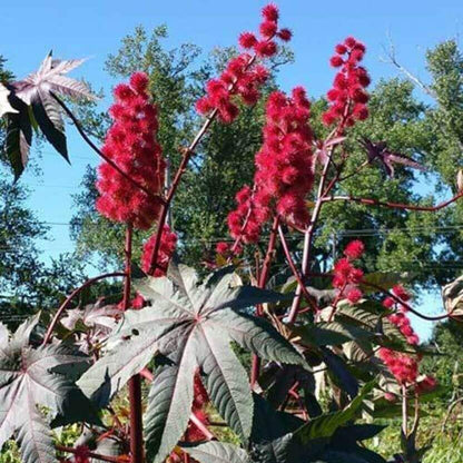 Red Castor Seeds - Herbal Plant