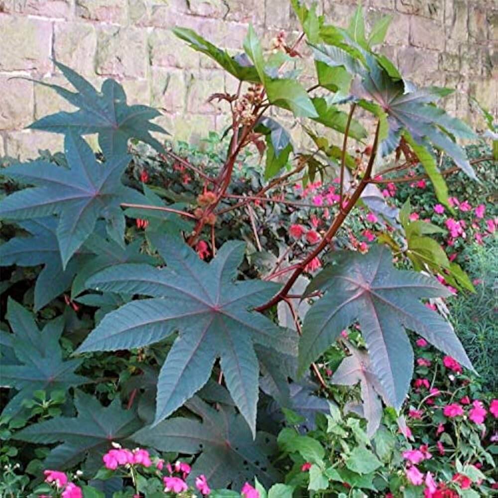 Red Castor Seeds - Herbal Plant