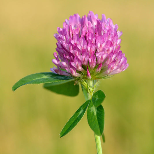 Red Clover Seeds