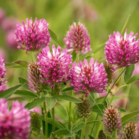 Red Clover Seeds