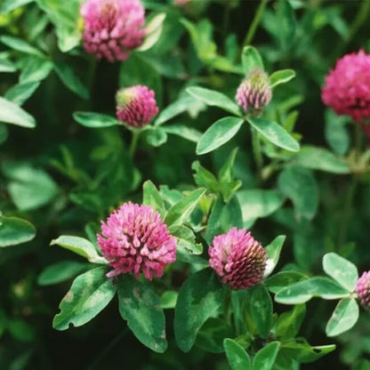 Red Clover Seeds
