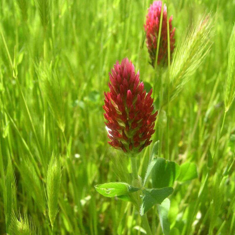 Red Clover Seeds