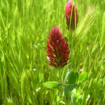 Red Clover Seeds