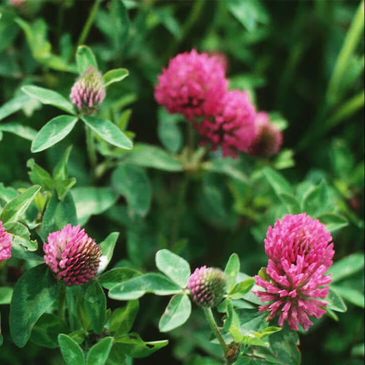 Red Clover Seeds - Herbal Plant