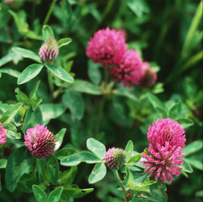 Red Clover Seeds - Herbal Plant