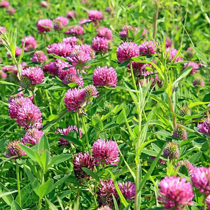 Red Clover Seeds - Herbal Plant