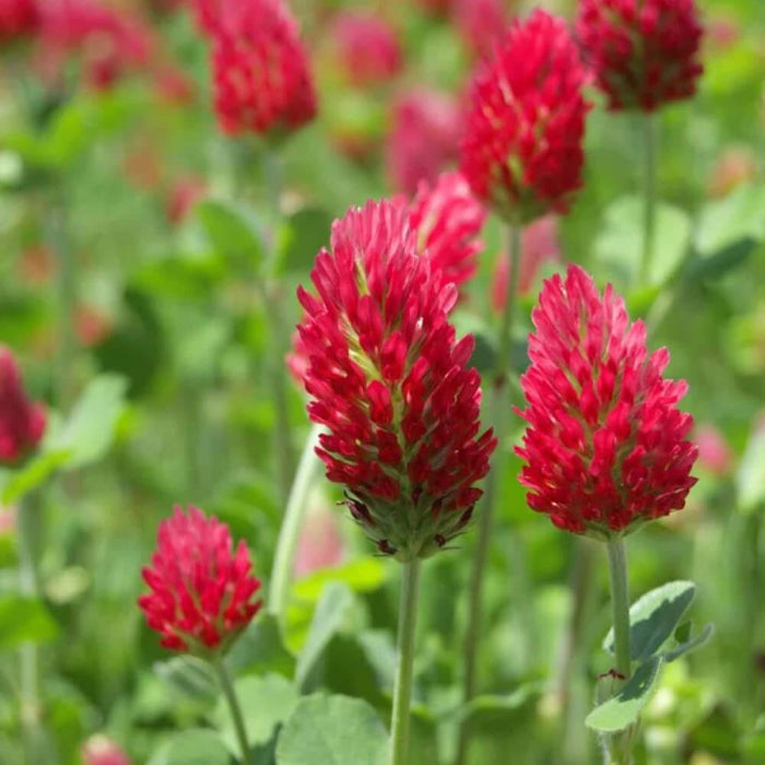 Red Clover Seeds - Herbal Plant