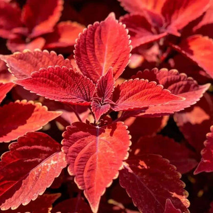Red Coleus Seeds - Heirloom Vegetable Plant for Home Gardens