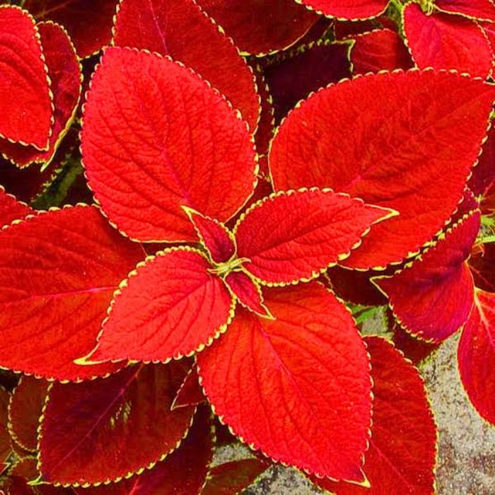 Red Coleus Seeds - Heirloom Vegetable Plant for Home Gardens