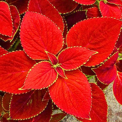 Red Coleus Seeds - Heirloom Vegetable Plant for Home Gardens