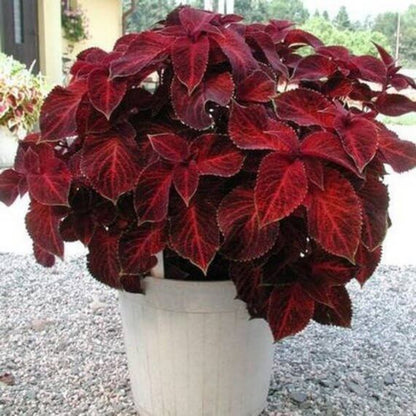 Red Coleus Seeds - Heirloom Vegetable Plant for Home Gardens