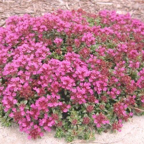 Red Creeping Thyme Seeds