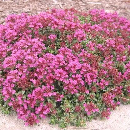 Red Creeping Thyme Seeds