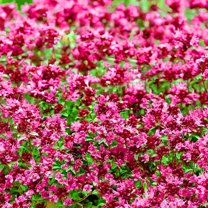Red Creeping Thyme Seeds