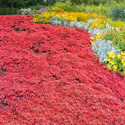 Red Creeping Thyme Seeds - Herbal Plant