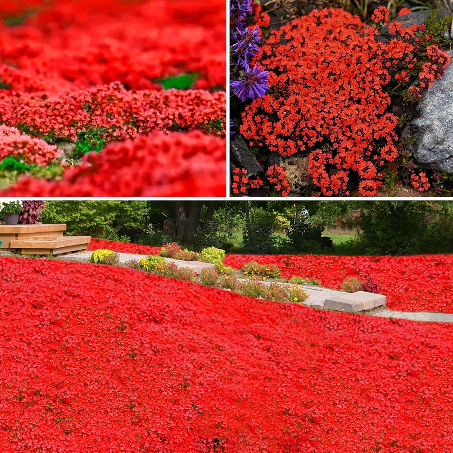 Red Creeping Thyme Seeds - Herbal Plant