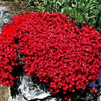 Red Creeping Thyme Seeds - Herbal Plant