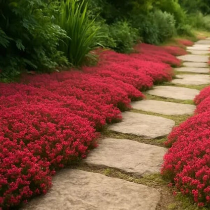Red Creeping Thyme Seeds 