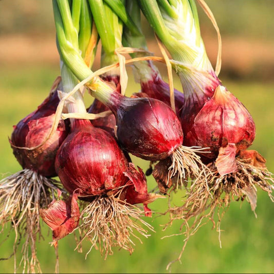 Red Creole Onion seeds - Vegetable Plant