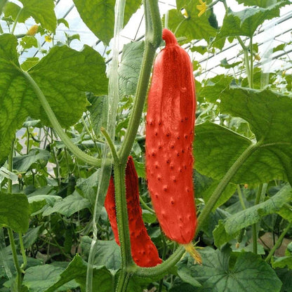 Red Cucumber Seeds - Heirloom Vegetable Plant for Home Gardens