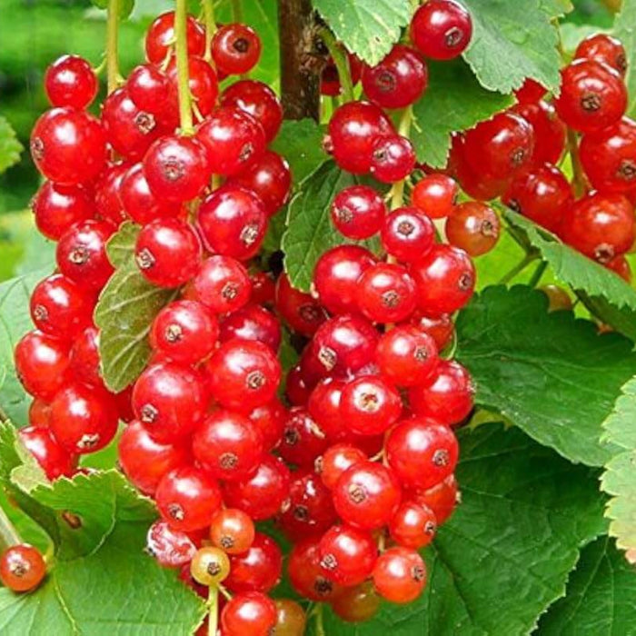 Red Currant Seeds - Fruit Plant